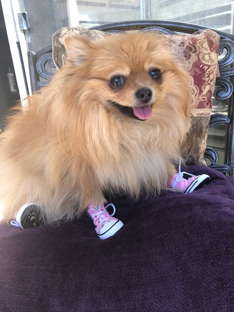 Doggy High Top Sneakers